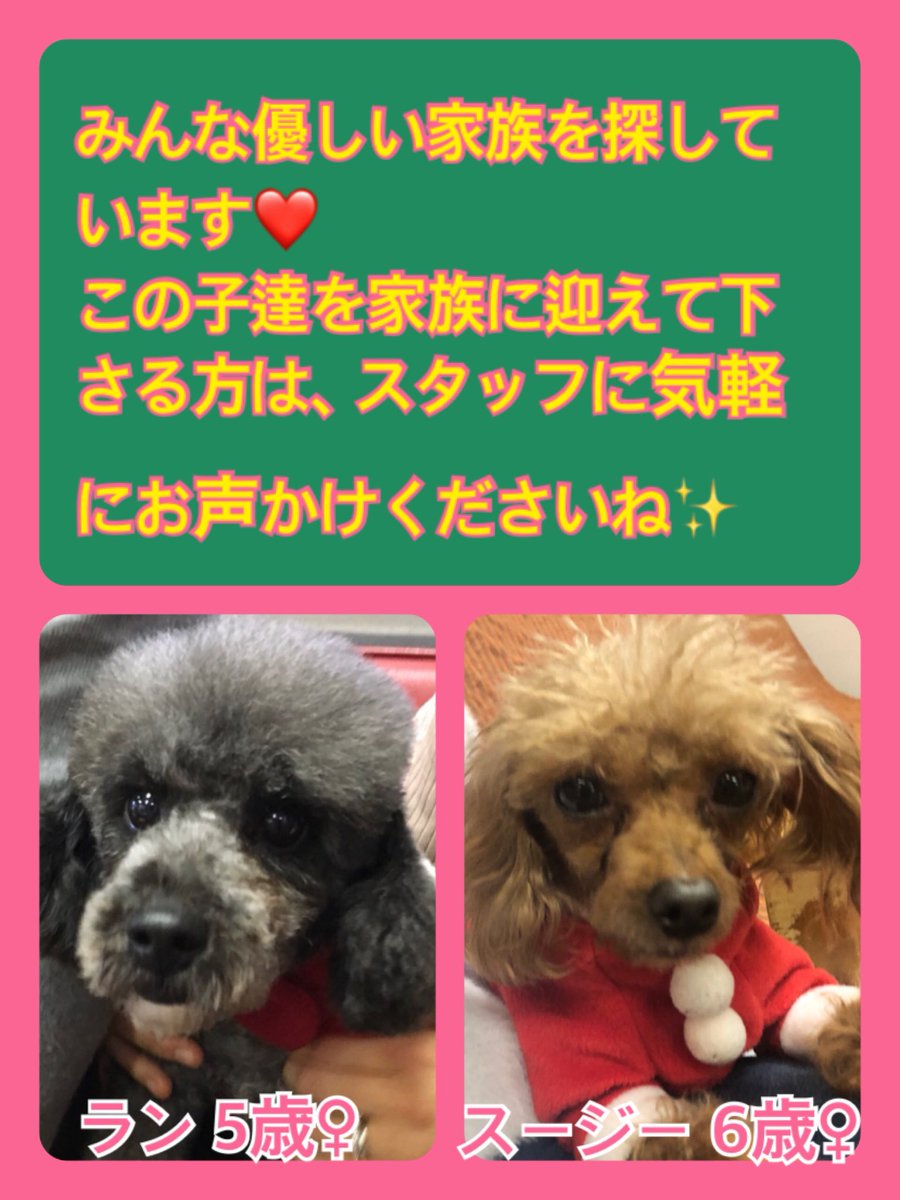 🐾今日の里親様募集中ワンコ🐶メンバーです🐾2020,1,4